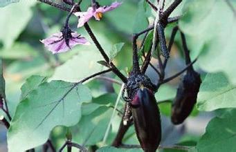 “霜打茄子”是好药 8种食物有效杀死癌细胞