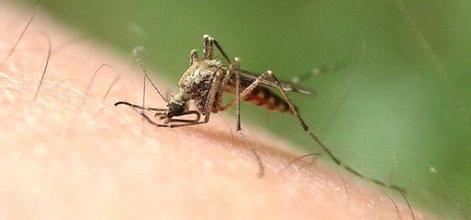 哪种人最容易招蚊子？