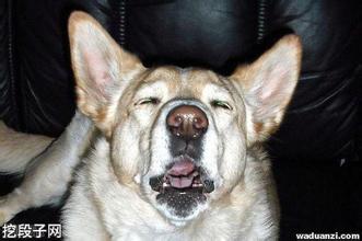 超萌汪星人打喷嚏，声音好魔性！