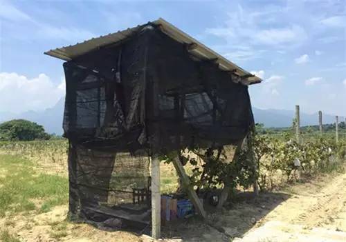 惊呆了！男子夜闯果园不偷水果 只为性侵守园大爷