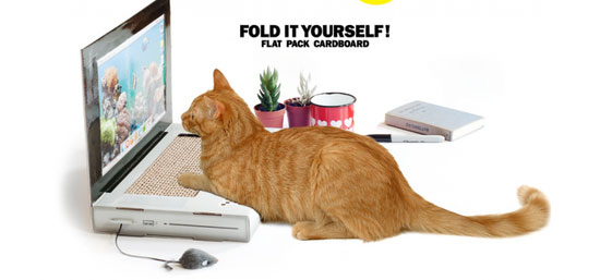 程序员家的猫 也有学编程的潜力